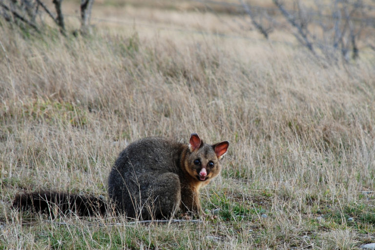 A possum in Lake Heron Station in the South Island. Image credit: Geoff Wilson.